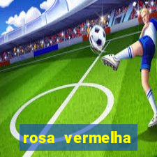 rosa vermelha (letra e cifra)